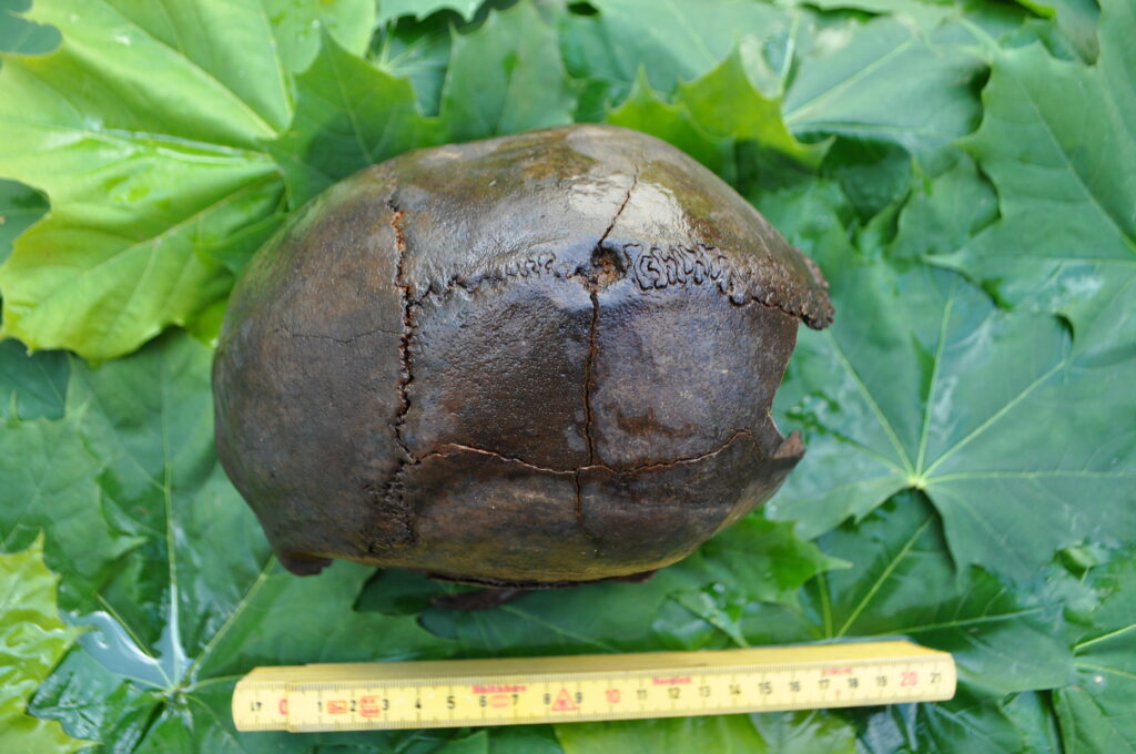 ancient skull discovered in sweden